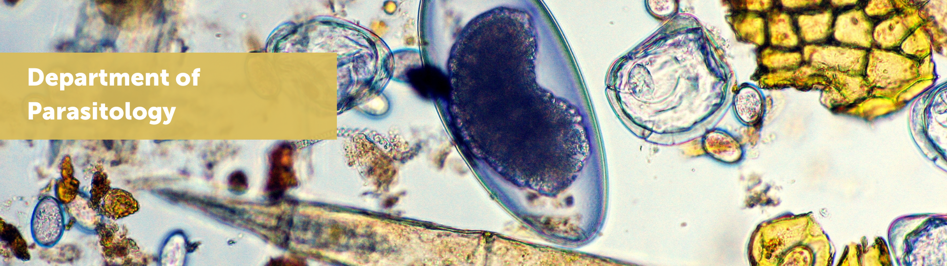 DEPARTMENT OF PARASITOLOGY