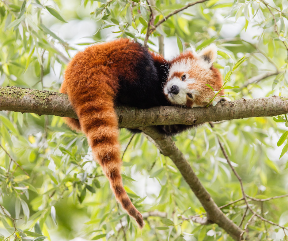 Coronavirus u pandy červené